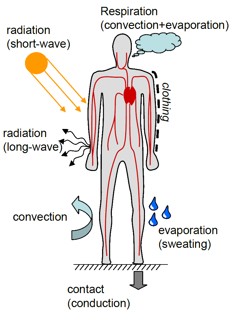 skin radiation thermal comfort